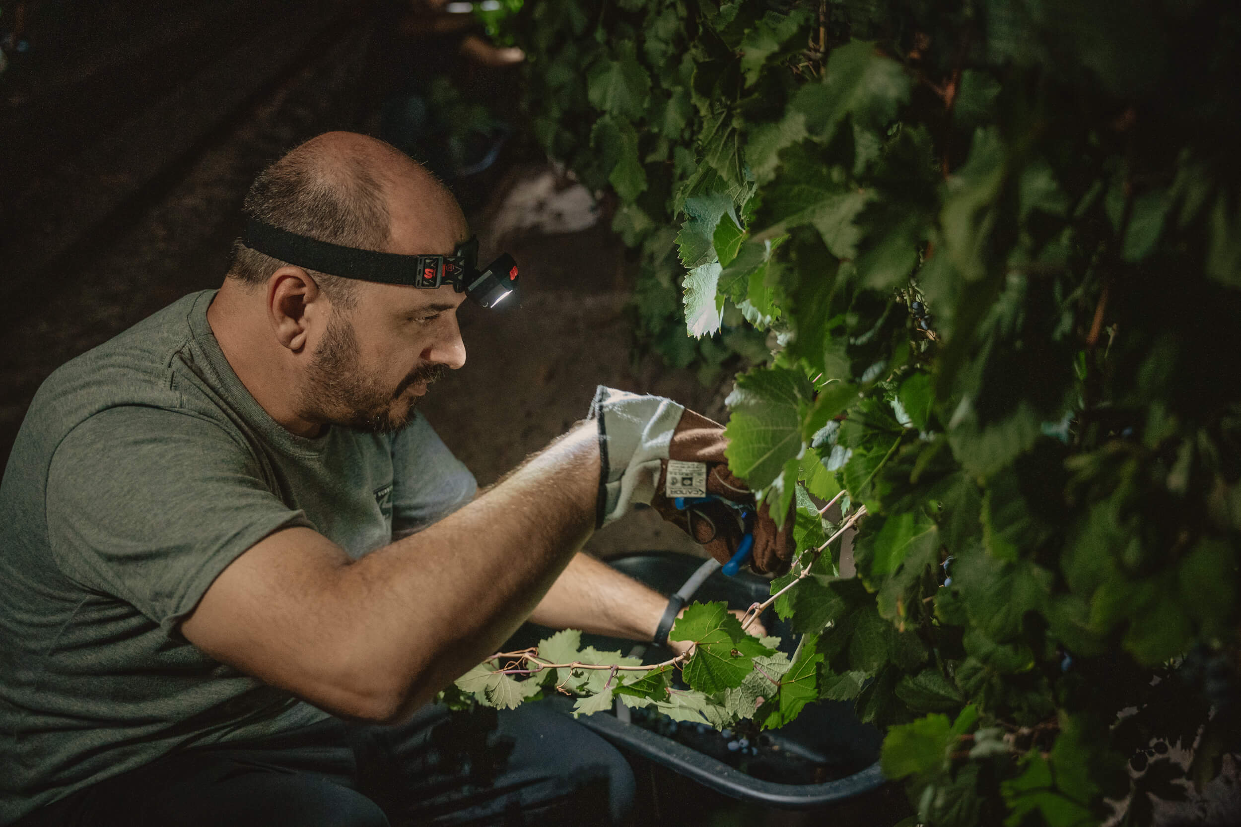 Vendimia nocturna: los secretos de una práctica que potencia la calidad y sustentabilidad del vino 3 Observatorio Cosecha Nocturna 3