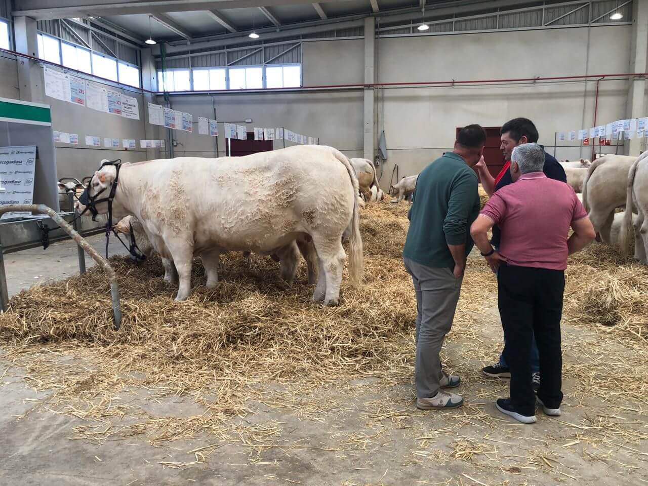 WhatsApsimmental