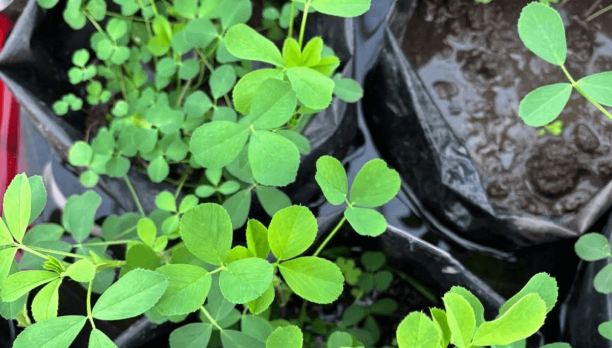 alfalfa inta mejoramiento