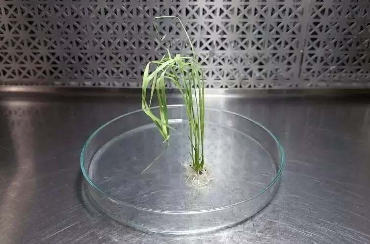 arroz gace.jpg
