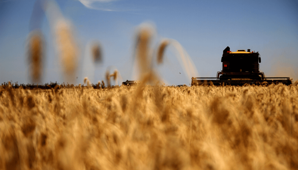 El trigo, clave para la evolución positiva de las exportaciones del agro