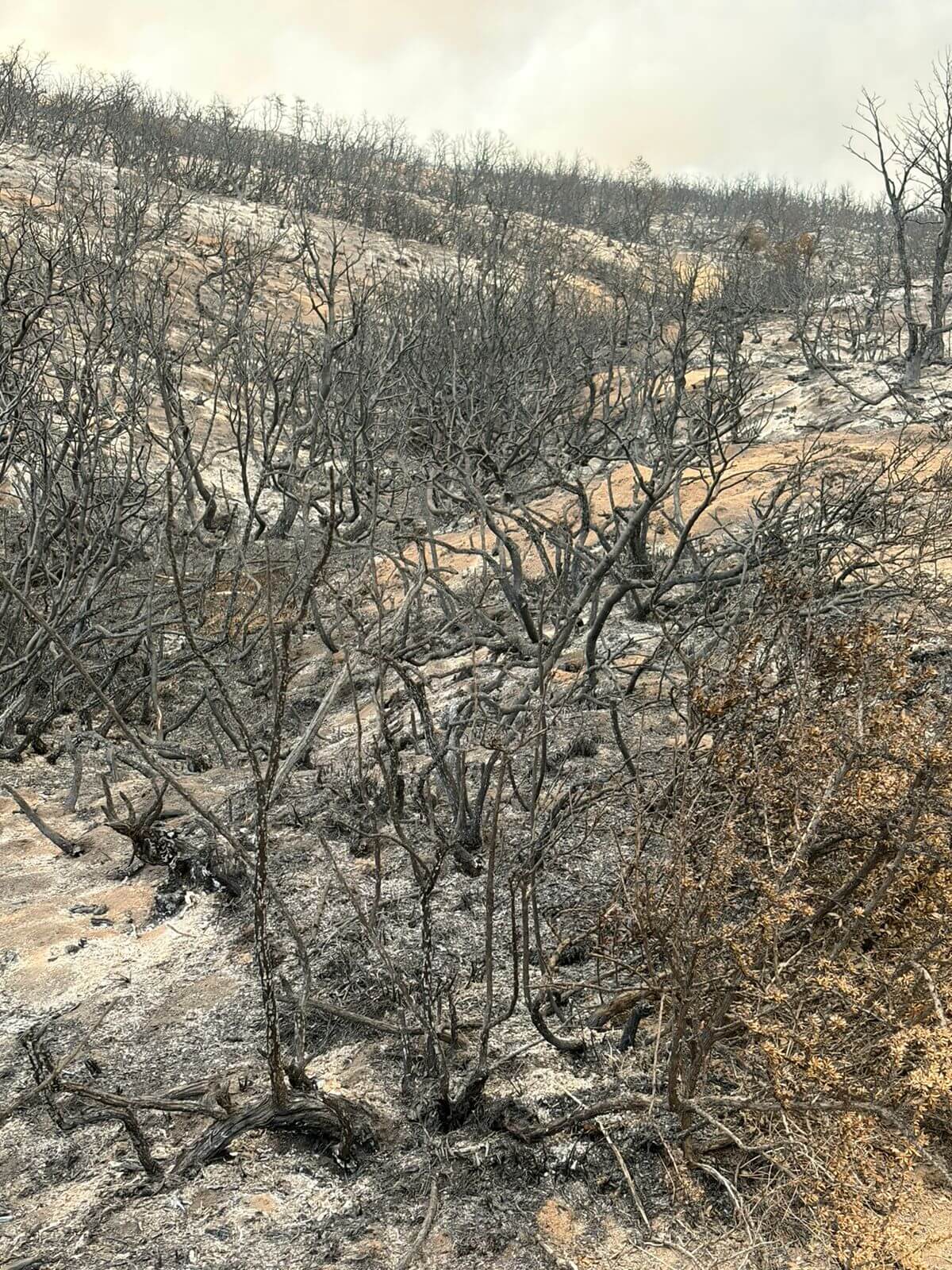 fuego chubut 2