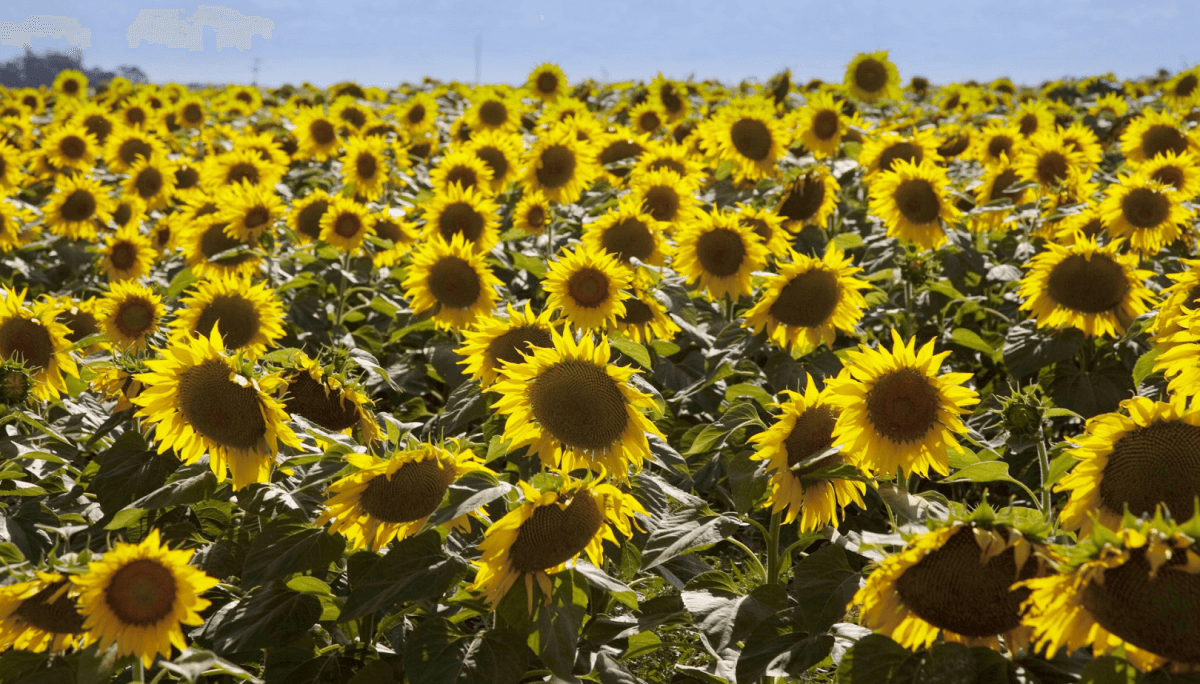 girasol sagyp