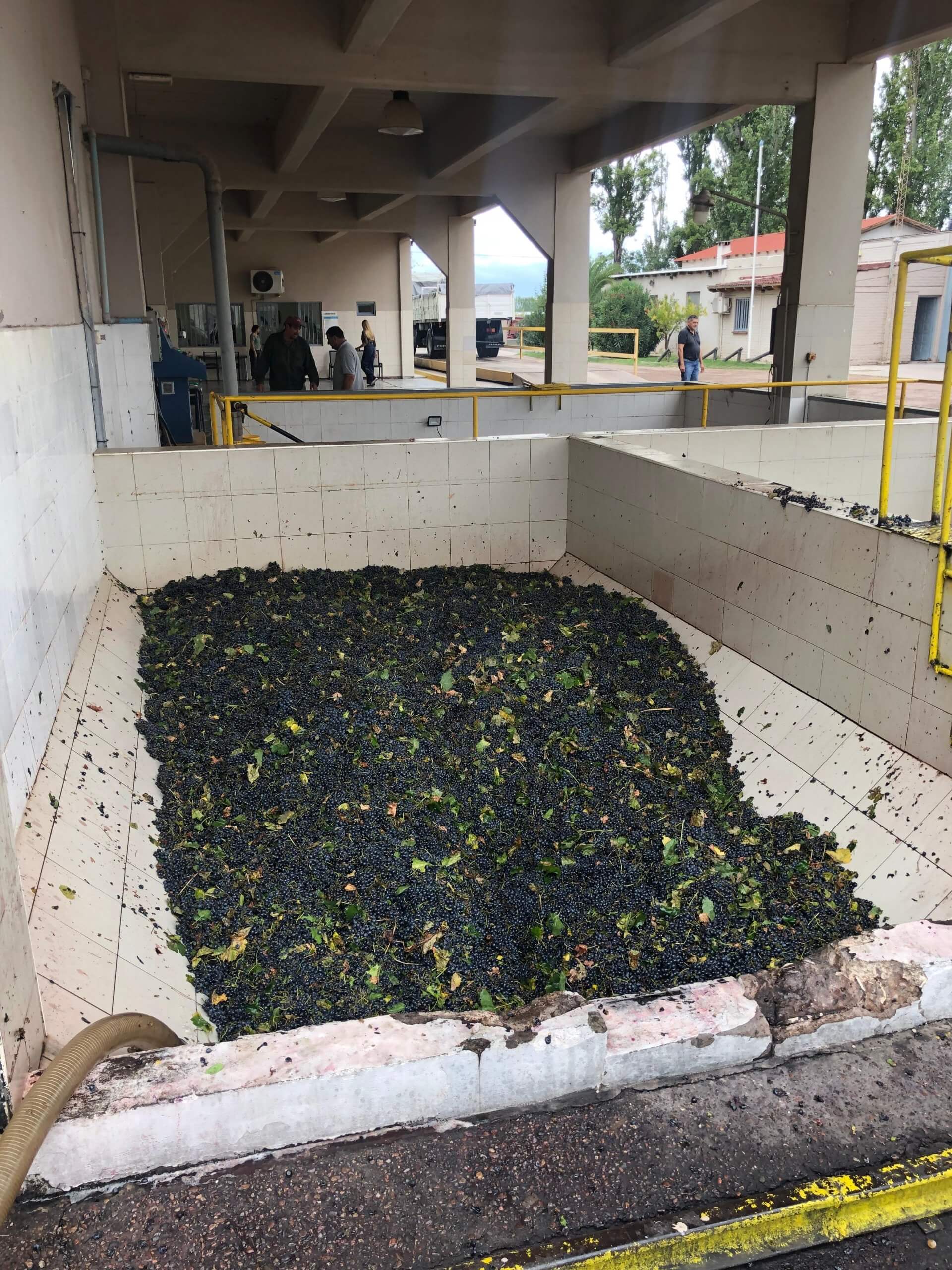 Antonio, el ingeniero en petróleo que decidió “jubilarse” como vitivinicultor: a los 73 años, produce uvas y nueces 5 Brindis scaled
