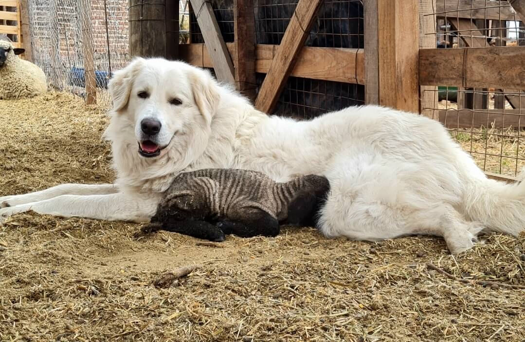 Perro y oveja01