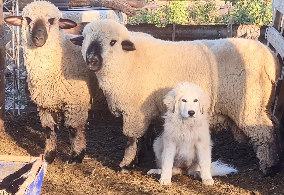 Perro y oveja07