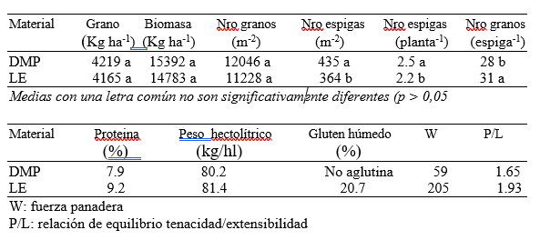 MAICH TRIGO 2