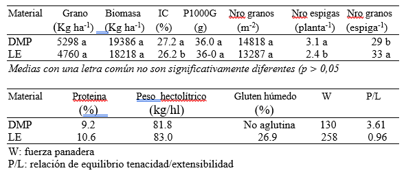 MAICH TRIGO 3