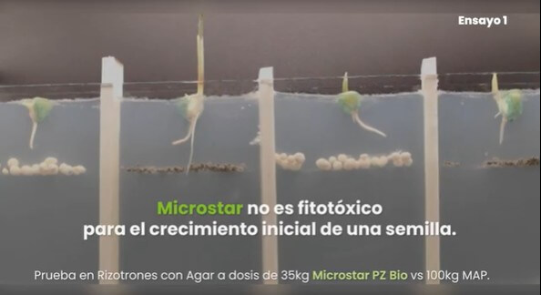 Microgranulados para la campaña fina: nutrición en el lugar y momento que el cultivo más lo necesita 1 Microstar En microgranulados plantamos bandera