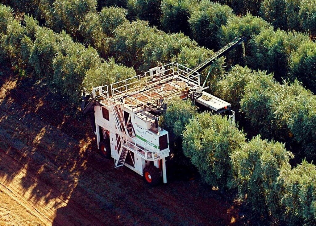 aceituna