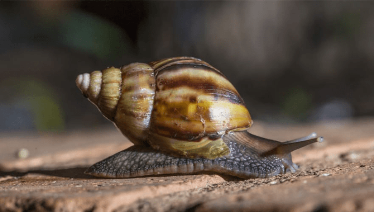 caracola gigante senasa