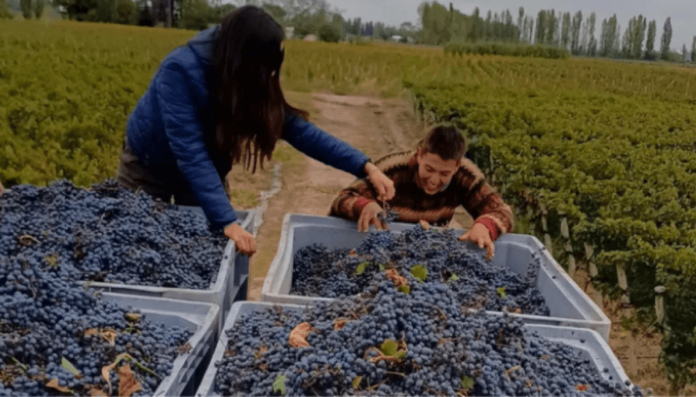 crea vinos