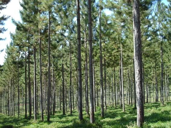 plantacion forestal afoa