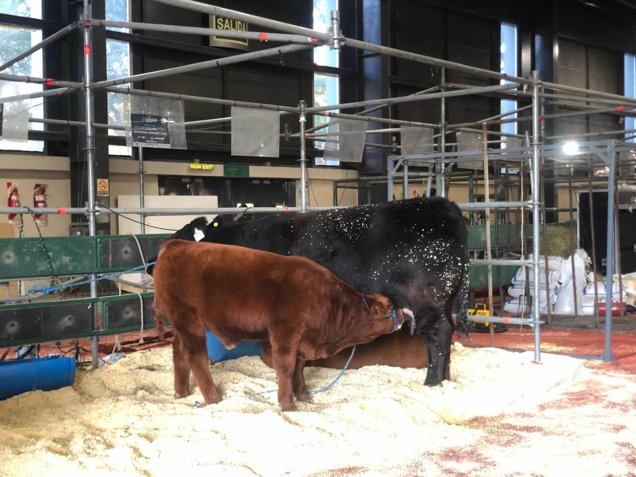 angus rojo y negro 1