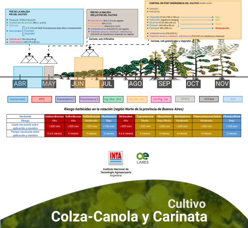 inta crbsasnorte eeapergamino guia tecnica malezas colzacarinata