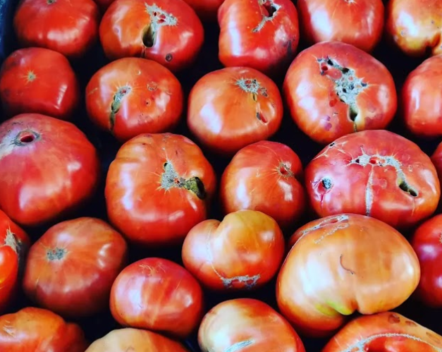 tomate vasco