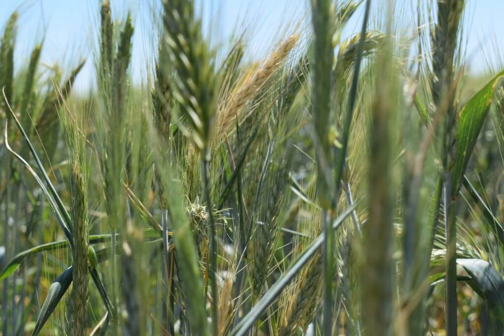 trigo